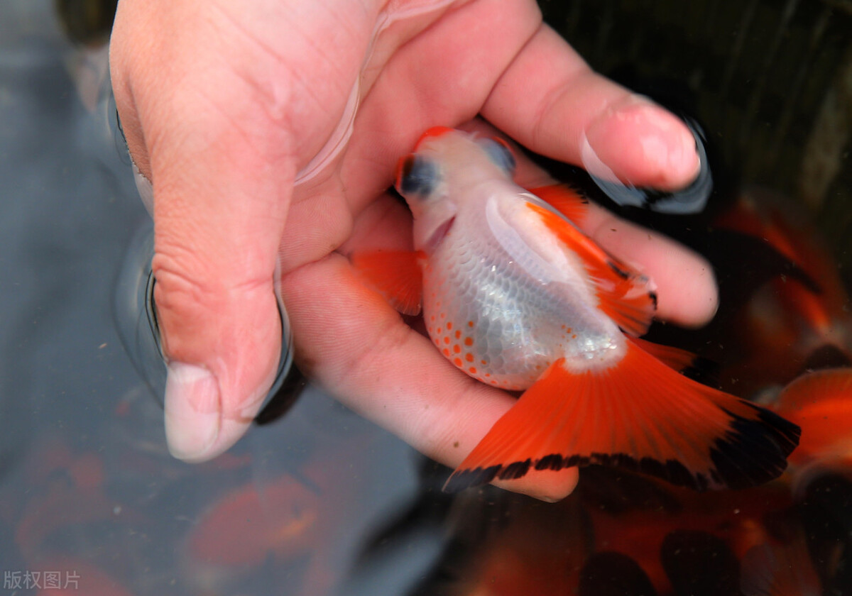 观赏鱼失鳔能活吗,为什么养的观赏鱼总是死