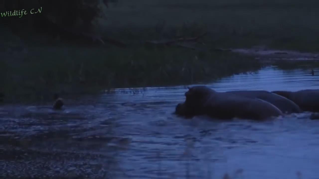 我的个子不大，但是我就喜欢攻击个头大的，你猜我是什么动物