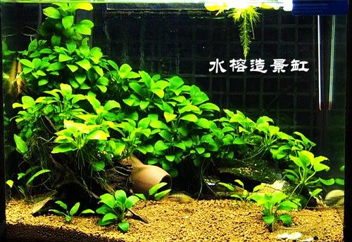 十大阴性水草造景,造景适合用什么水草