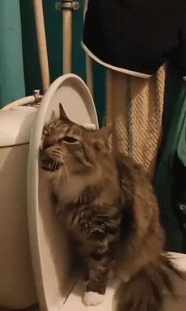 橘猫被抓警察局,肥猫被警察带走判刑