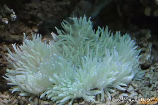 作为潮汕人，这89种海鲜你都能对上号吗