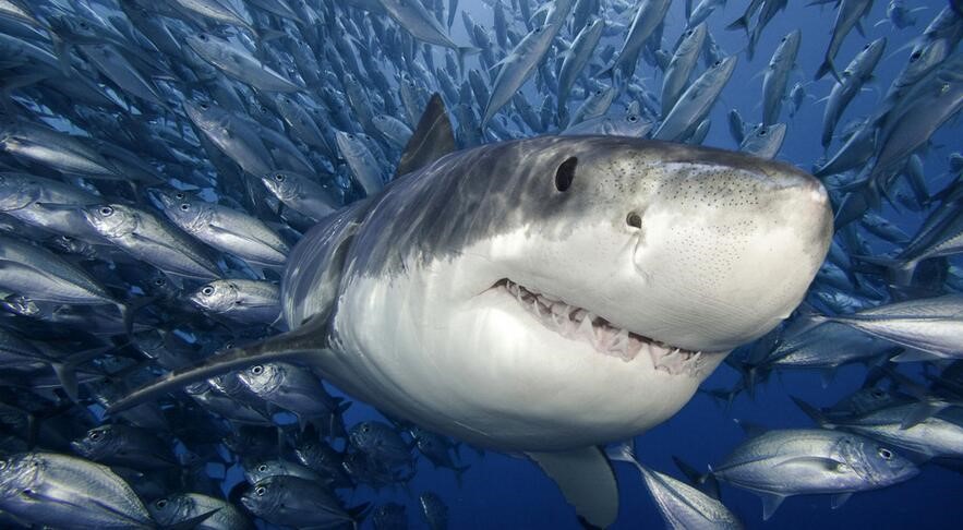 自出生之日它们注定会成为海洋里的杀手你了解鲨鱼吗？