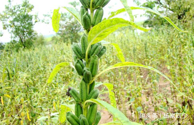 芝麻开花节节高是不是俗语,芝麻开花节节高的芝麻什么样子