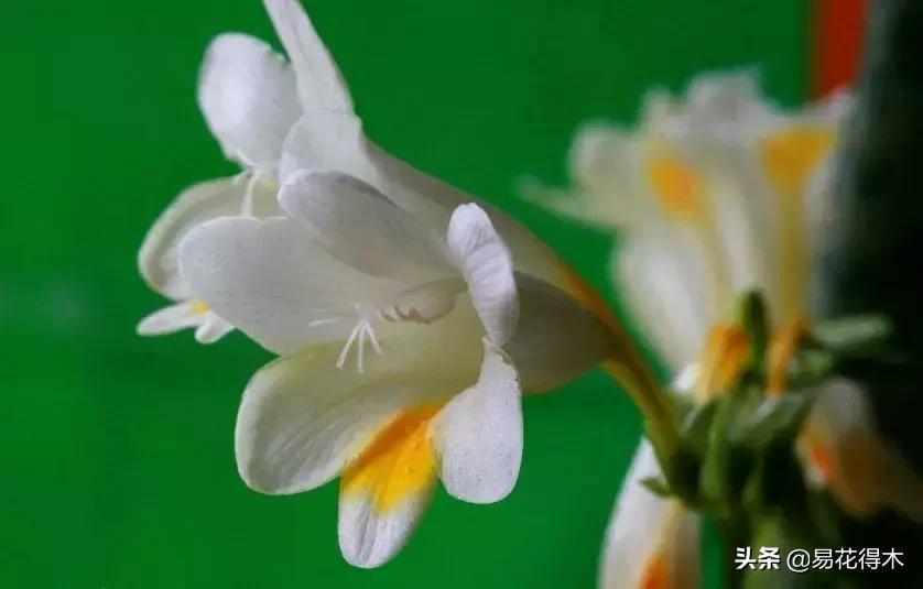 小苍兰前期花苞什么颜色,香雪兰的小苍兰怎么养