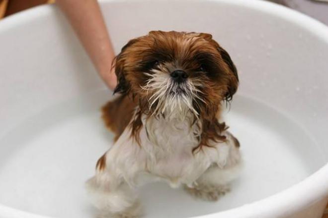 狗狗不愿意梳毛洗澡怎么办,狗狗不爱洗澡怎么办