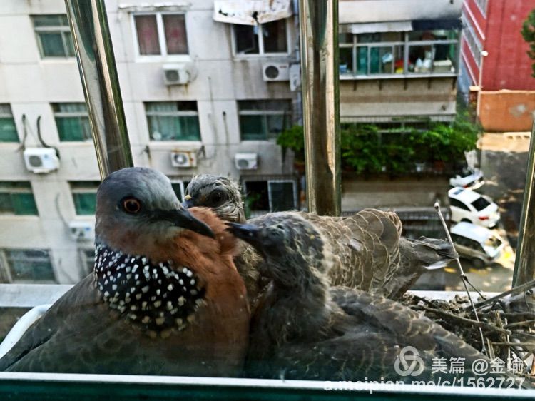 四只小鸟的故事视频,四只白鸟的故事