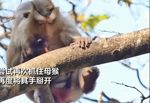 大猴子把小猴子推下悬崖被摔死,动物园猴子被猴子欺负