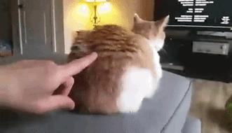 猫咪被家暴怎么走出心理阴影,对猫实施过暴力怎么办