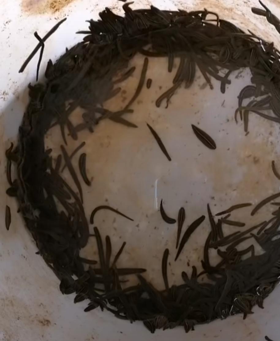 水蛭挣钱,水蛭能致富吗