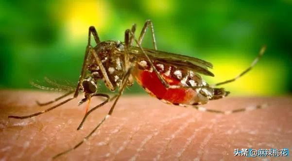 最危险的10种致命病毒,世界最难治病毒