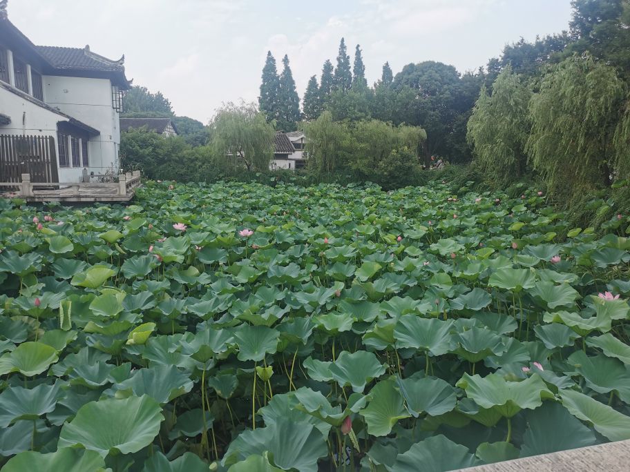 新浜荷之旅旅游攻略,沙家浜风景区旅游攻略