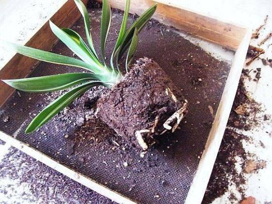 九月养君子兰，选好土壤直接换盆，加上一种肥，养出大肉根