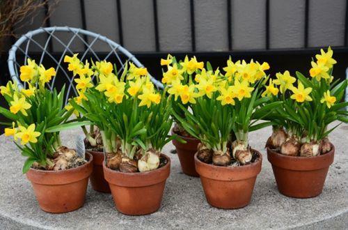 室内用水栽培大蒜的方法,刚种下的盆栽大蒜能晒太阳吗