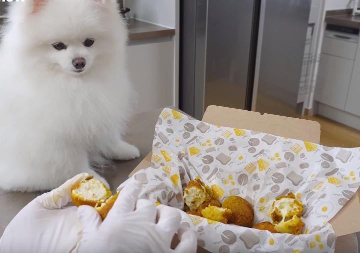 小博美要去新家了,刚到新家的小博美