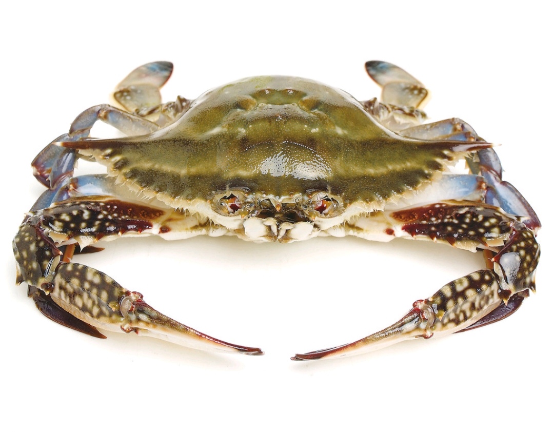 怎么区分螃蟹是否注水状态,螃蟹怎么辨别好坏