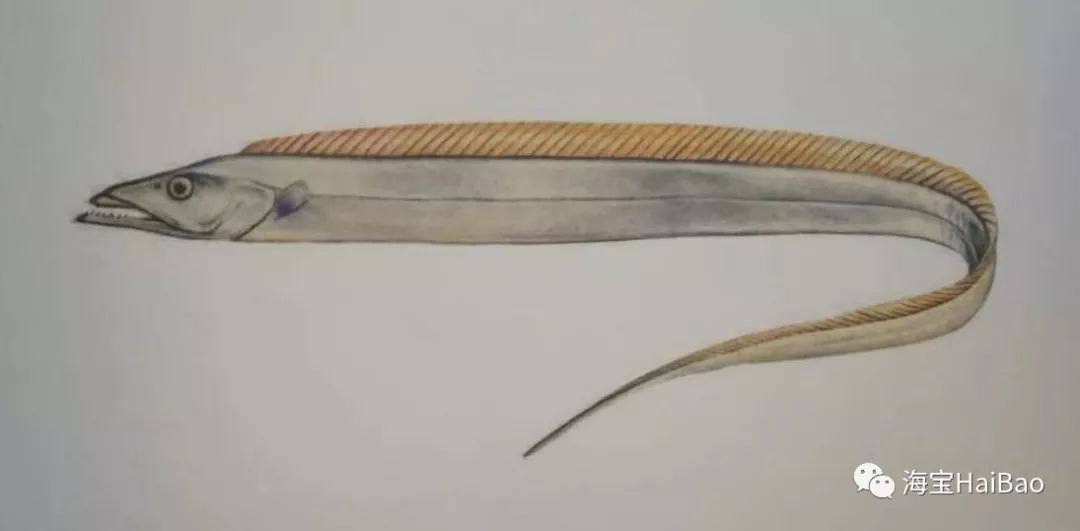 渤海刀为什么比南方刀贵,渤海刀特征