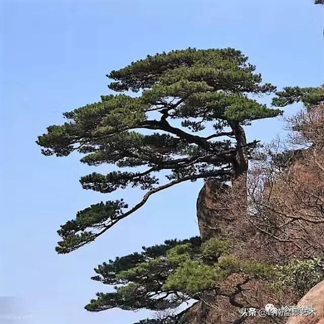 鎺㈡灊妞嶇墿,鎺㈡灊