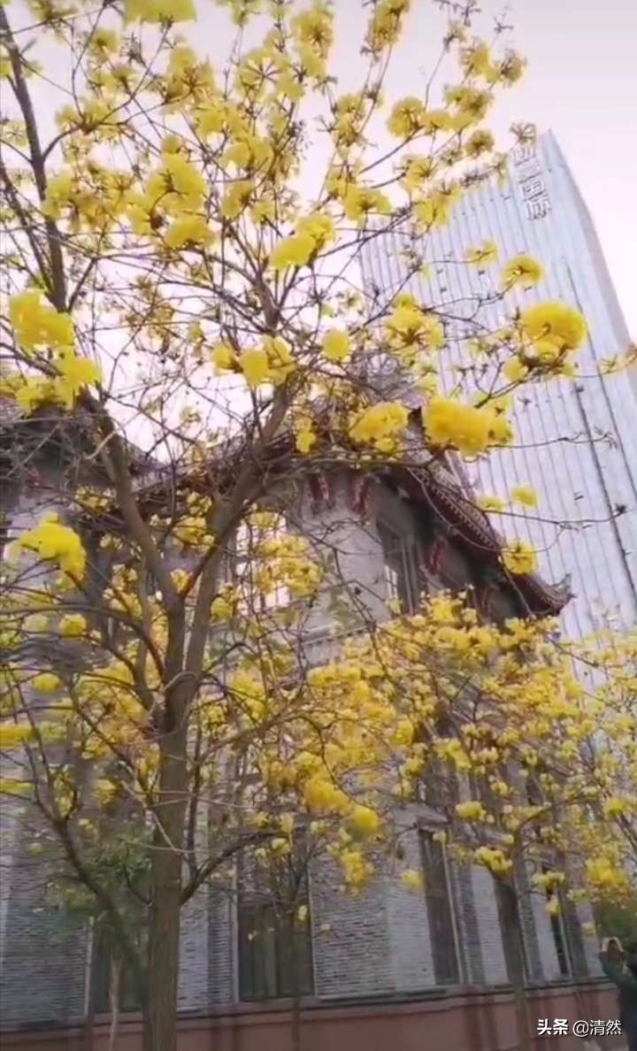 华西坝黄花风铃,我与华