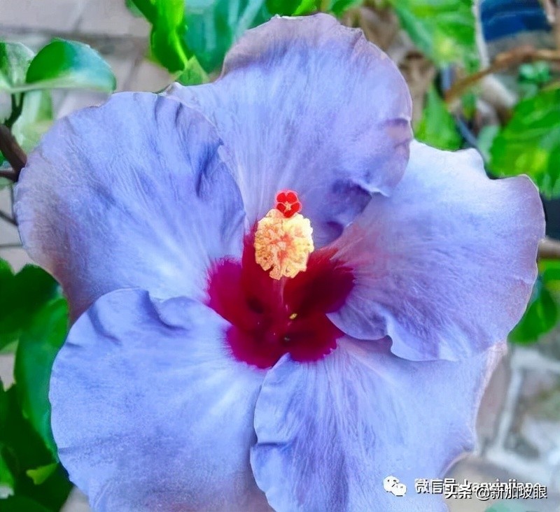 扶桑花和木槿花的区别图片,扶桑木槿花图片