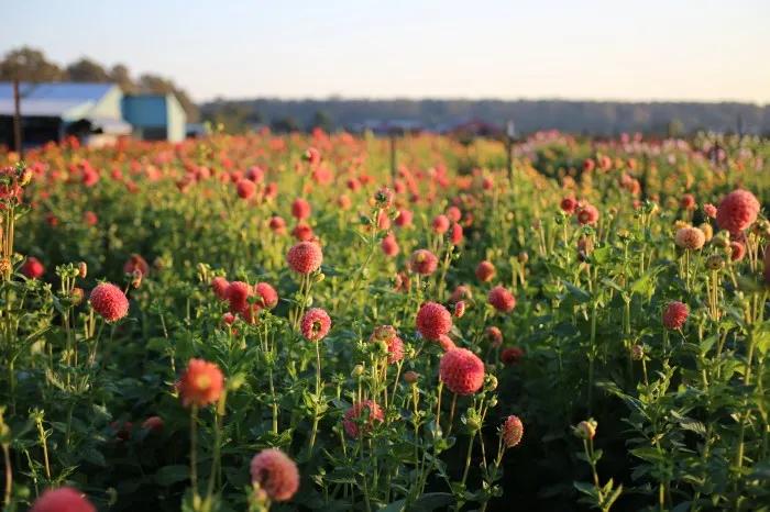 大丽花秋天要起球吗,大丽花怎样越长越好