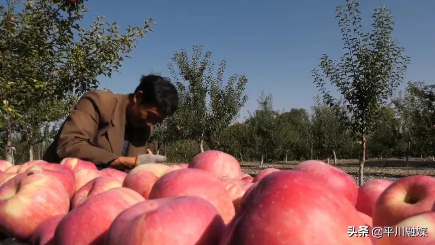 又香又脆又甜的苹果,好吃的苹果又脆又甜青苹果