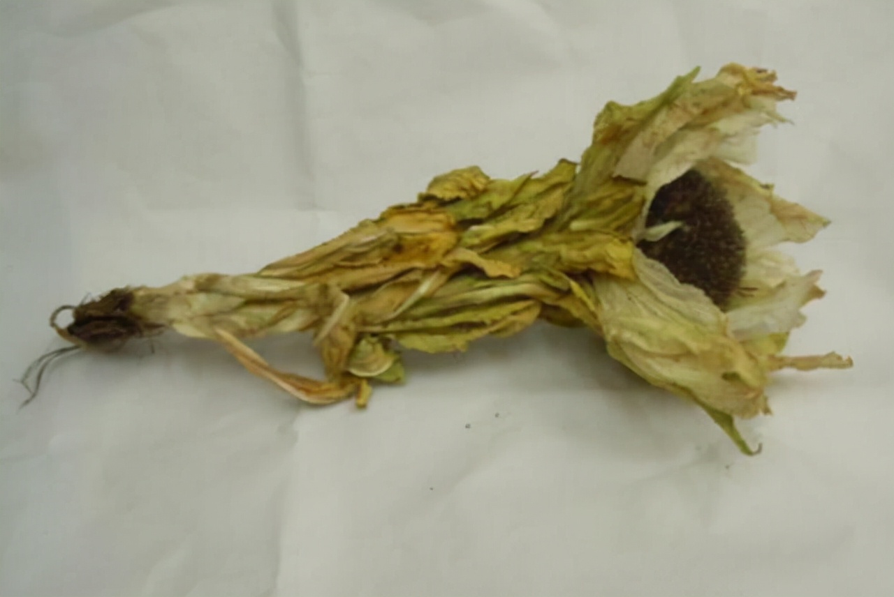 *疆新**的“天山雪莲”，长成1棵要8年，价值珍贵，1朵就要上千上万