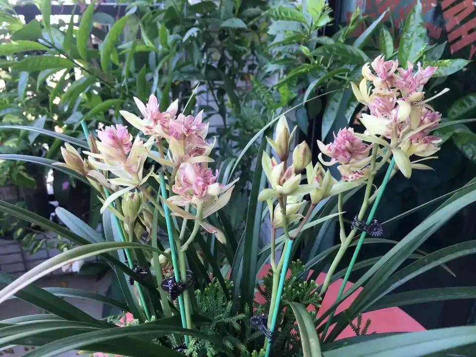 好看又好养的兰花有哪几种,推荐几款香味最好而且好养的兰花