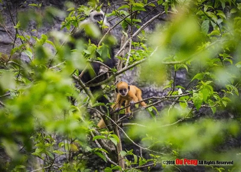 娆ч箯娣卞湷,娆ч箯鍔ㄧ墿涓栫晫