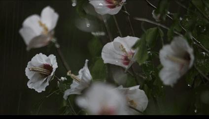 术道之欺,三千之杀——《寻访千利休》解读(五)