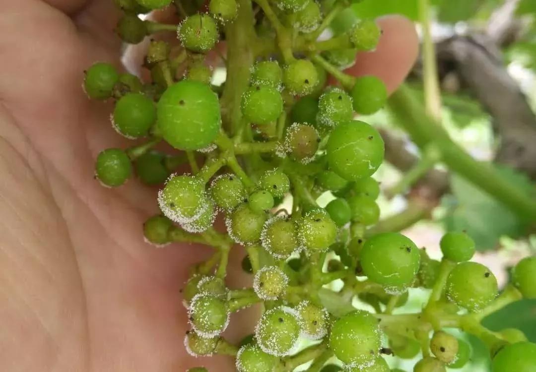 涨知识了最热的葡萄品种都在这里,涨知识冬虫夏草