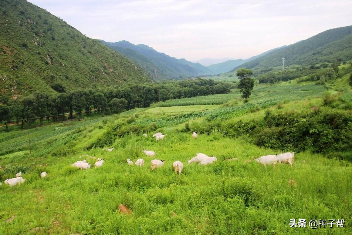 白三叶护坡草坪,护坡草坪哪种好