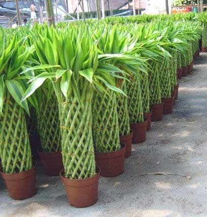 旺财旺宅小盆栽,最旺家的28种植物