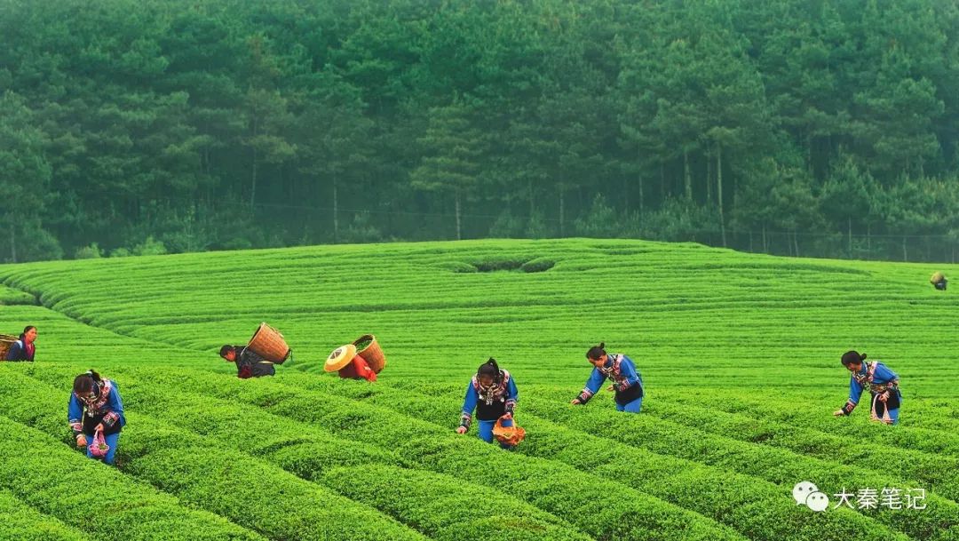 茶旅之路,茶旅最佳治愈方案