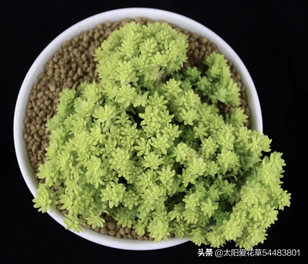 哪些多肉夏季怕太阳晒,冬季多肉植物徒长了怎么办