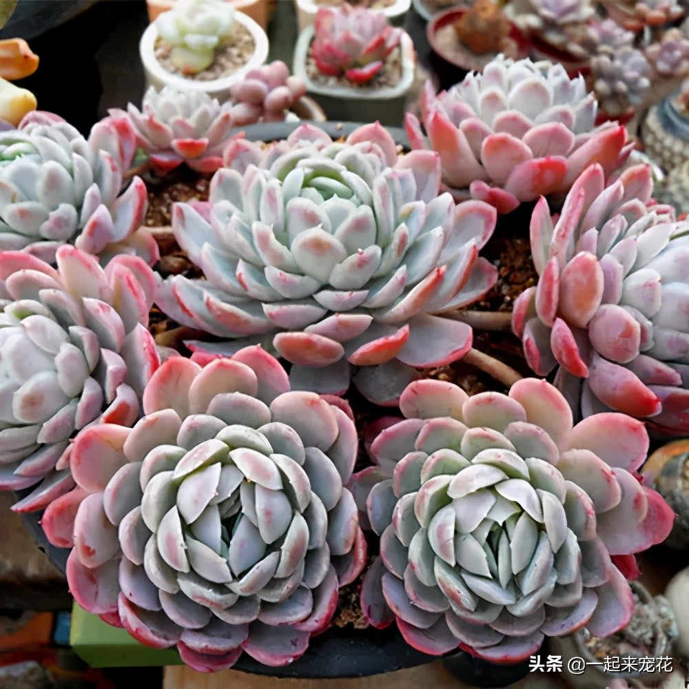 夏天怎么把冰莓多肉种成活,多肉冰莓适合深盆还是浅盆