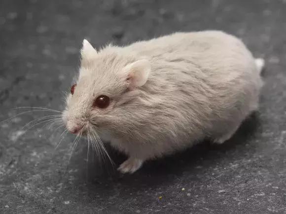 坎贝尔仓鼠和加卡利亚仓鼠,仓鼠生育的小仓鼠种类