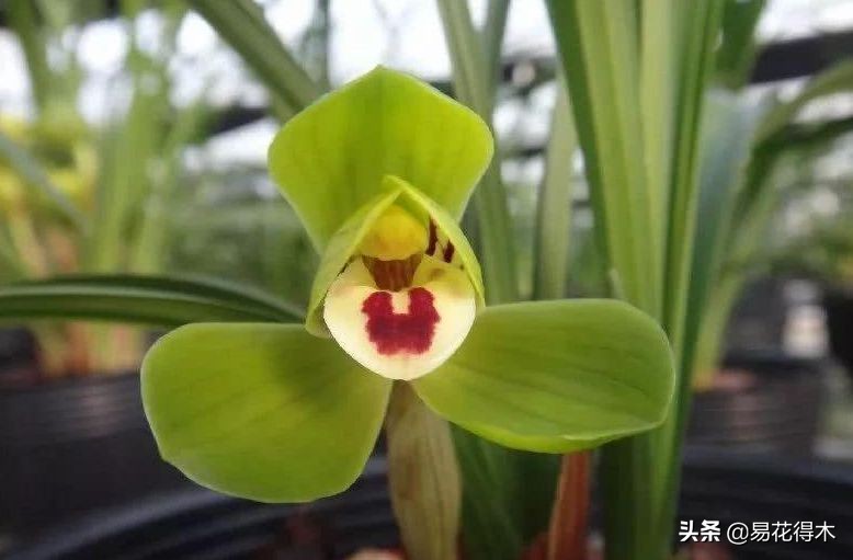 春兰大富贵春剑大富贵区别,春兰大富贵vs春剑大富贵