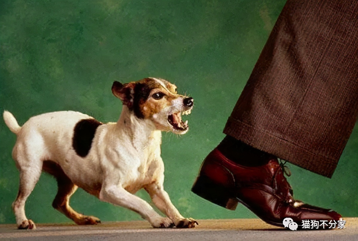 家里狗狗爱打架怎么办,家里狗狗总想咬人怎么办