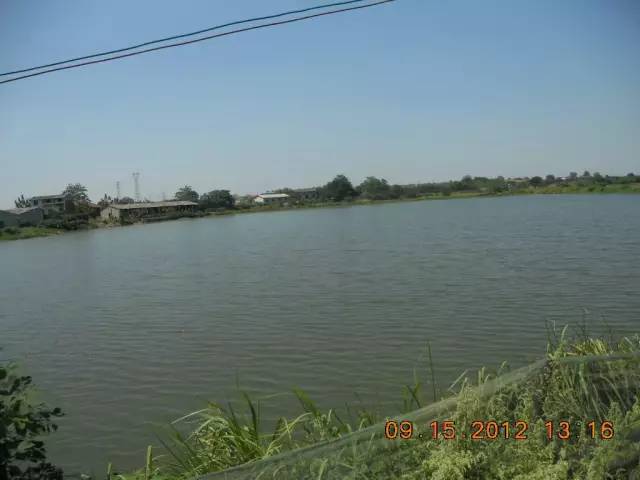 湖南最好的锦鲤养殖基地,湘潭锦鲤养殖