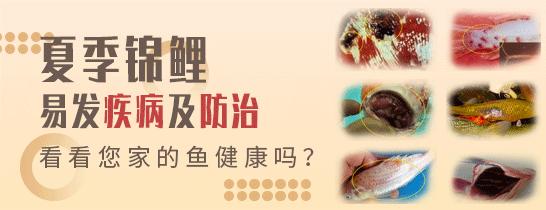 爱鲤说,夏季锦鲤鱼池怎么预防疾病