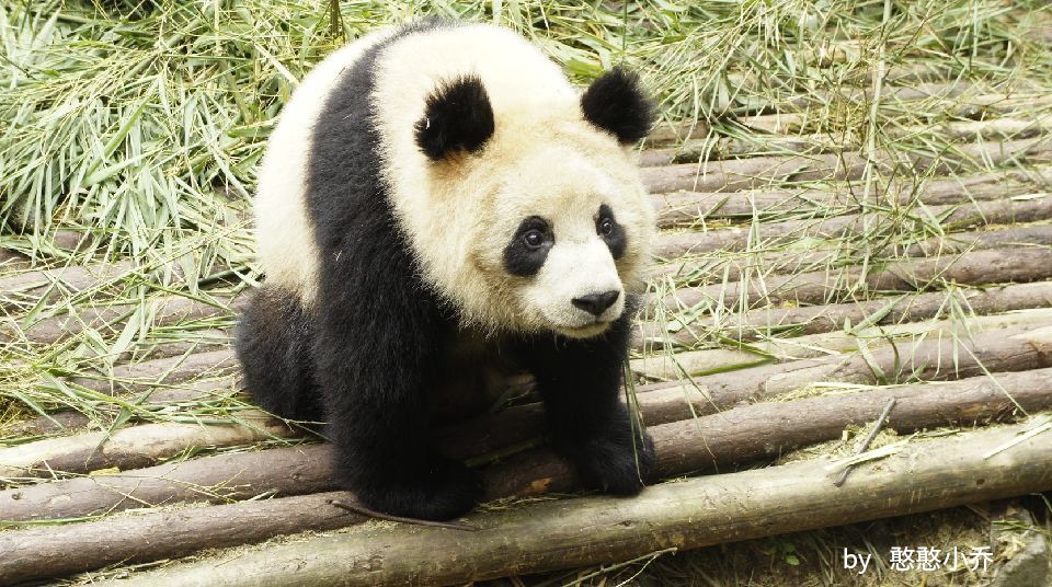 因为你们，“爱豆”的世界离我们不再远咯