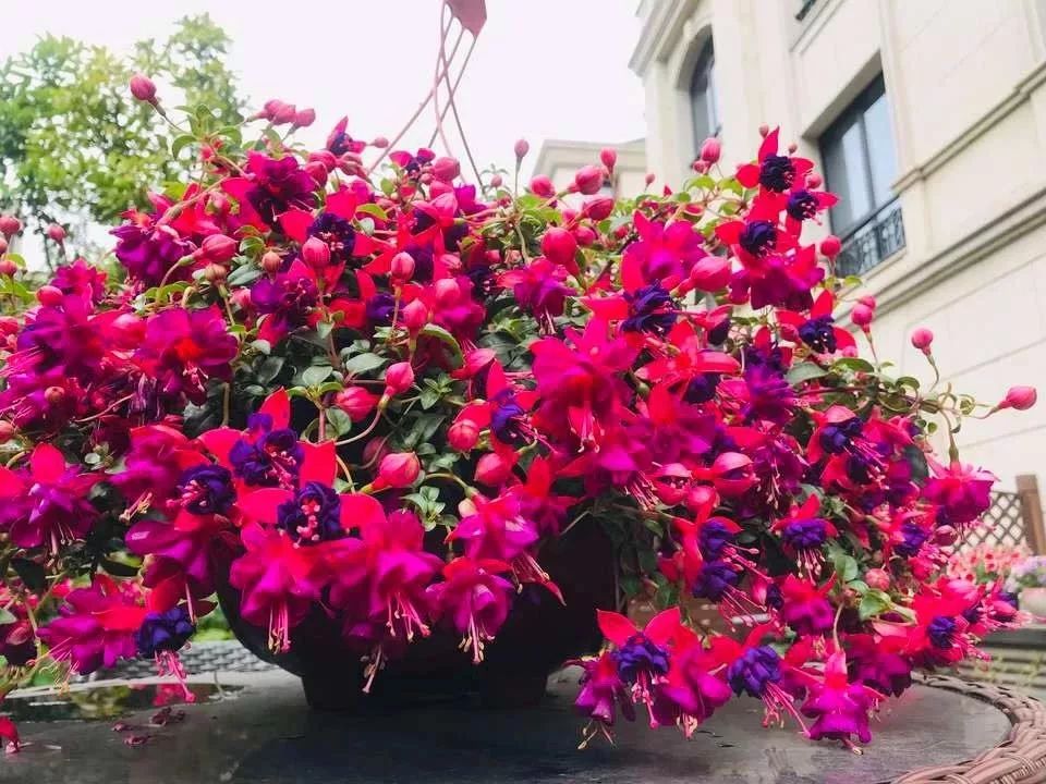 高级好看易养的花卉,最漂亮最迷人的大丽花图片