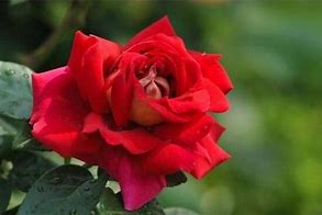 花店玫瑰是哪里来的,花店的玫瑰花是现成的吗