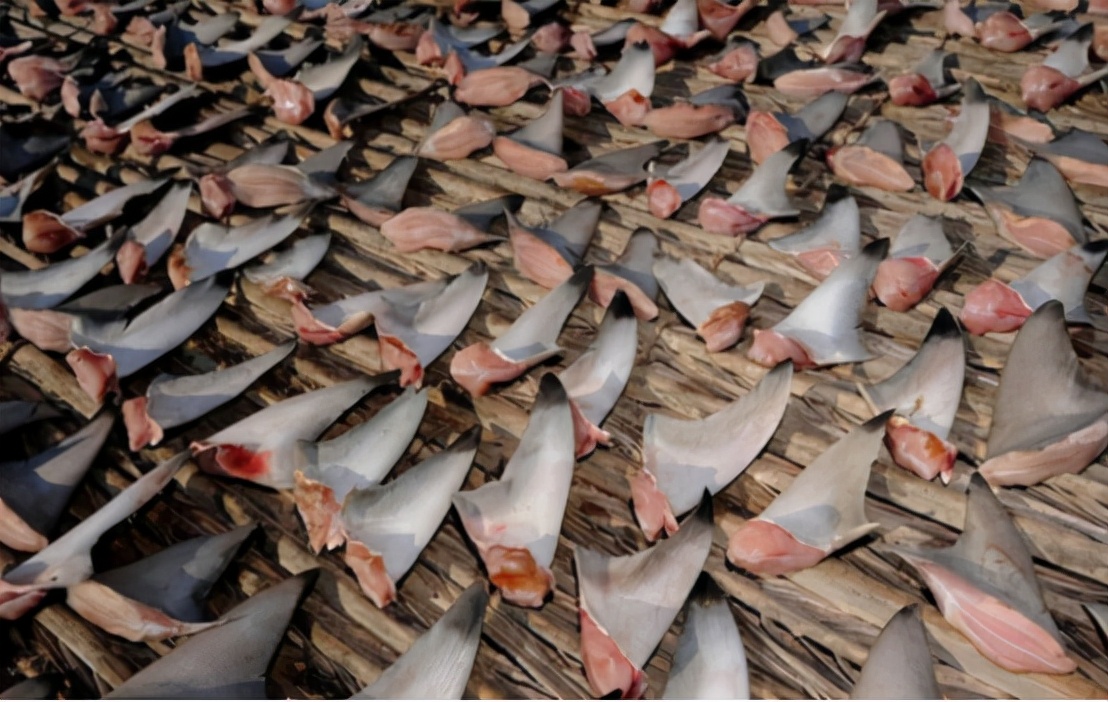 哥伦比亚查获130只走私毒蛙,哥伦比亚海关查获最大冻品