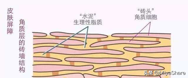 皮肤敏感用护肤品多久可以好,用护肤品皮肤敏感