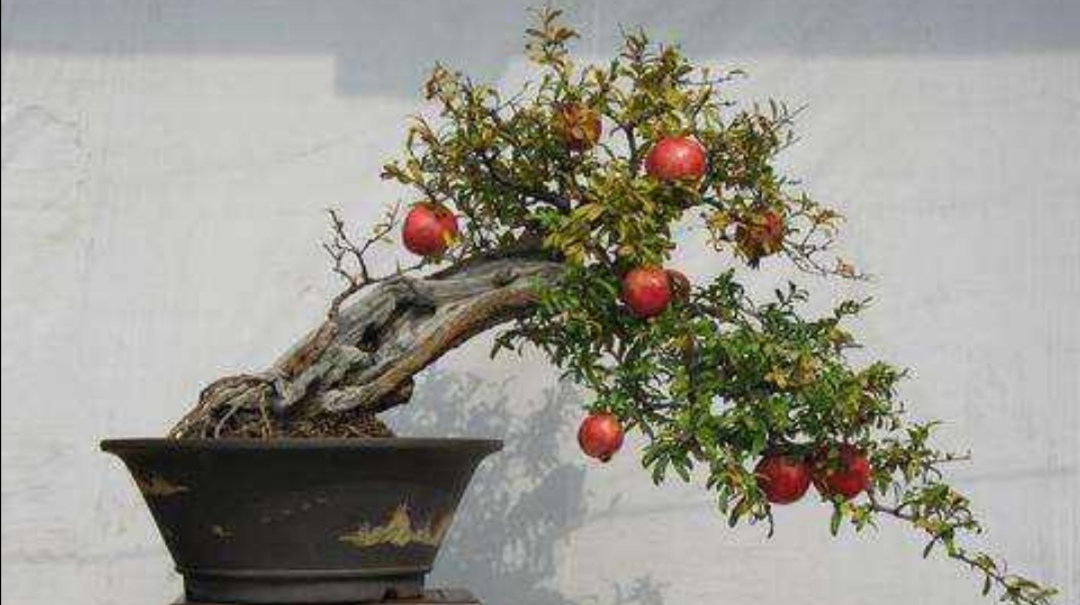 养盆栽石榴记住这几个技巧,石榴盆景养殖方法和注意事项