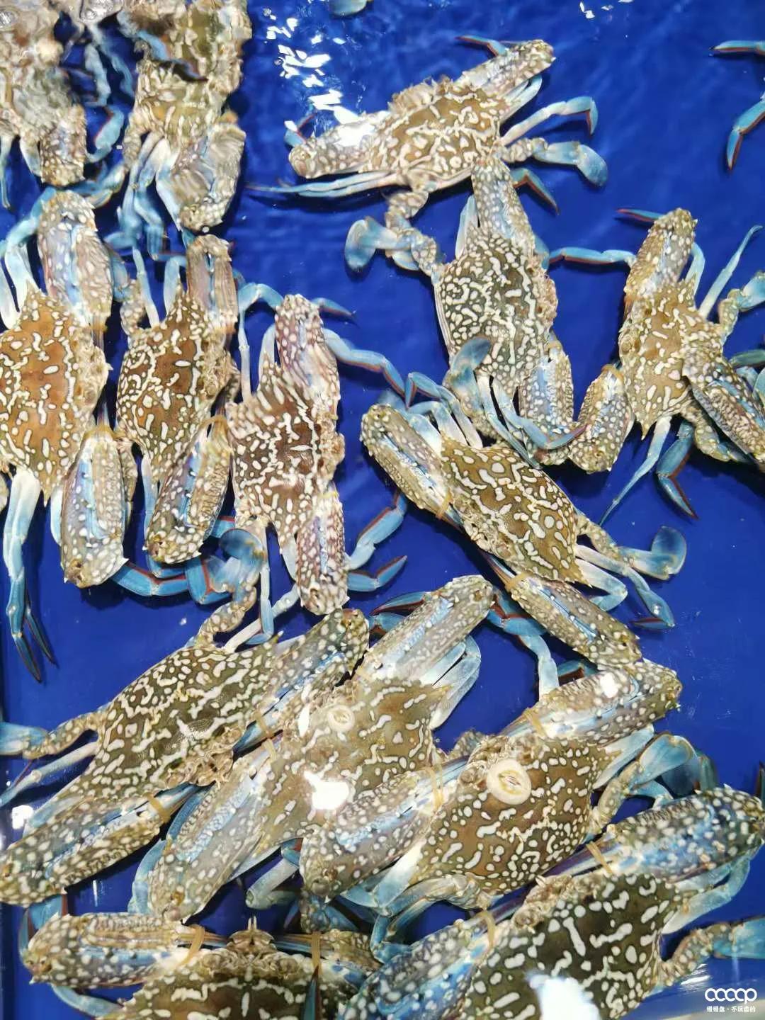 星月五指山料和毛感料区别,海南毛感星月介绍