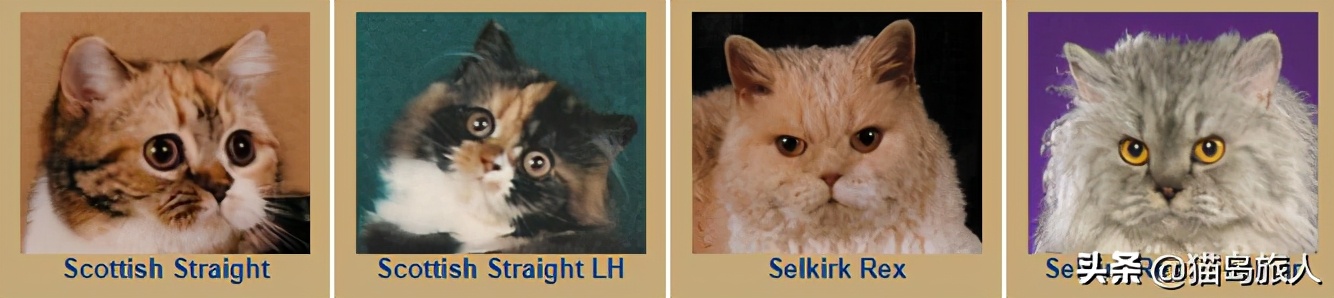 猫咪分类大全,猫咪分类