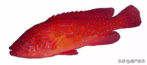 海洋科普世界上都有什么鱼,十种受欢迎的海鲜鱼类