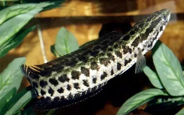 斑鱼片切法教程,斑鱼片正确切法